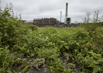 Blumenthal-Areal: Stadt Herne reagiert gereizt auf BUND-Kritik Die industrielle Brachfläche General Blumenthal in Herne, mit einer üppigen Vegetation und mehreren Kreuzkröten im Vordergrund, unter einem bedeckten Himmel.