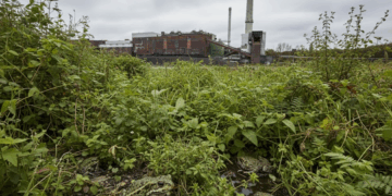 Blumenthal-Areal: Stadt Herne reagiert gereizt auf BUND-Kritik Die industrielle Brachfläche General Blumenthal in Herne, mit einer üppigen Vegetation und mehreren Kreuzkröten im Vordergrund, unter einem bedeckten Himmel.
