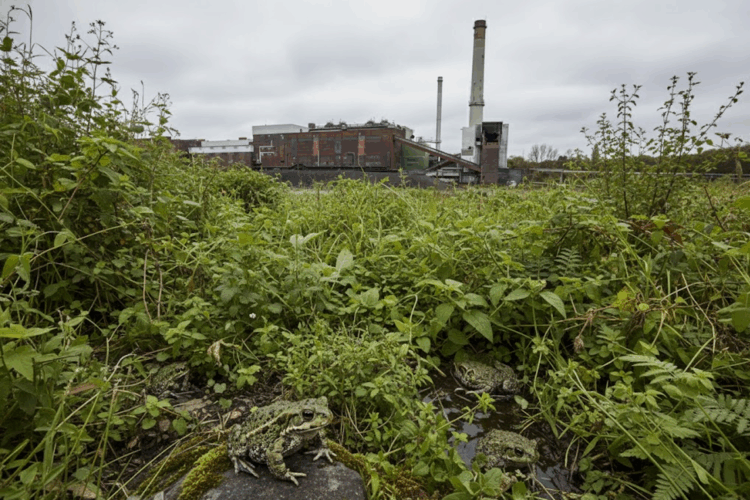 Blumenthal-Areal: Stadt Herne reagiert gereizt auf BUND-Kritik Die industrielle Brachfläche General Blumenthal in Herne, mit einer üppigen Vegetation und mehreren Kreuzkröten im Vordergrund, unter einem bedeckten Himmel.
