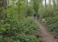 Zwei Spaziergänger:innen mit Hunden auf einem Waldweg; ein Hund läuft einer Taube nach, der andere hockt am Wegrand.