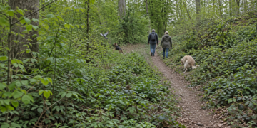 Zwei Spaziergänger:innen mit Hunden auf einem Waldweg; ein Hund läuft einer Taube nach, der andere hockt am Wegrand.