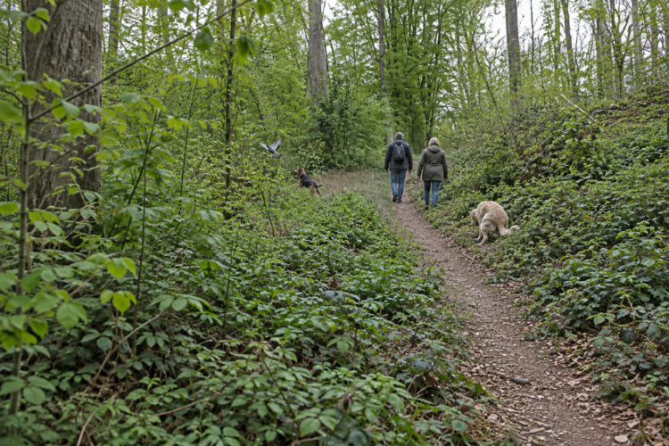 Hundekontrollen Volkspark Sodingen – Empörung ersetzt keine Regeln Zwei Spaziergänger:innen mit Hunden auf einem Waldweg; ein Hund läuft einer Taube nach, der andere hockt am Wegrand.