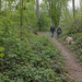 Zwei Spaziergänger:innen mit Hunden auf einem Waldweg; ein Hund läuft einer Taube nach, der andere hockt am Wegrand.